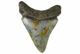 Serrated, Juvenile Megalodon Tooth - North Carolina #172624-1